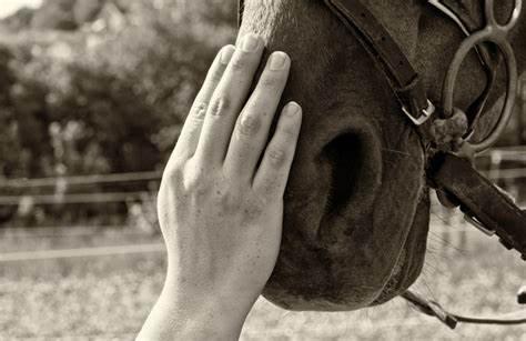 Equine Kinesiology